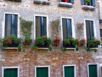 Flowers growing on window