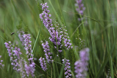 Close-up of purple flowering plants