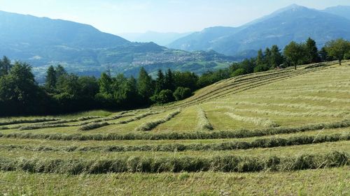 Scenic view of agricultural field against sky