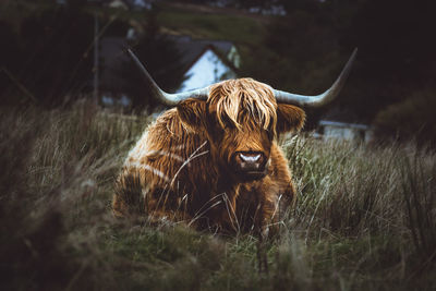 Scottish highlands in a field