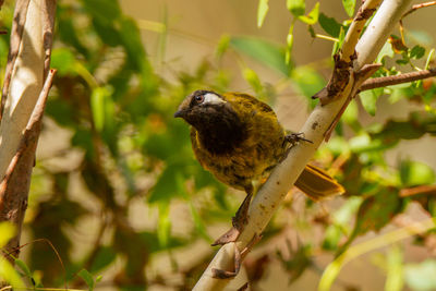 Close-up of bird perching on branch
