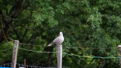 Bird perching on a fence
