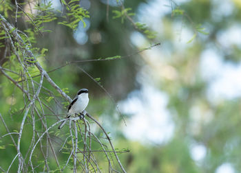 Loggerhead shrike bird lanius ludovicianus perches on a tree in fort myers, florida