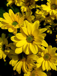 Close-up of yellow flowering plant on field