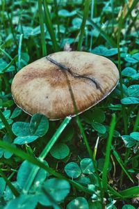 Close-up of mushroom in grass