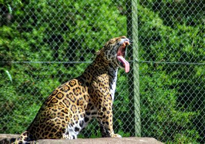 View of jaguare
