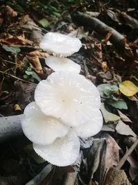Close-up of white flower blooming outdoors