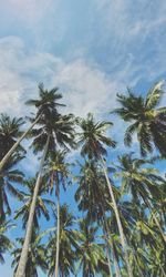 Low angle view of coconut palm trees against sky