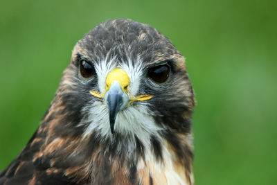 Close-up portrait of hawk