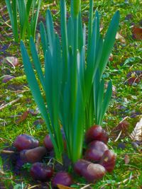 Close-up of fresh plants