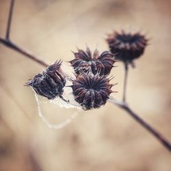 Close-up of frosty flower