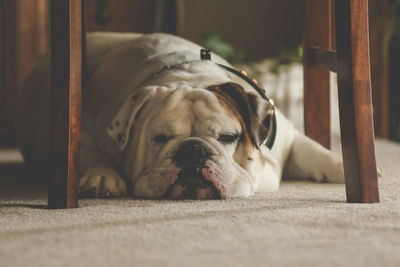 English bulldog relaxing below chair at home