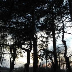 Bare trees against sky