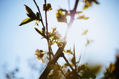 Low angle view of cherry blossom against sky