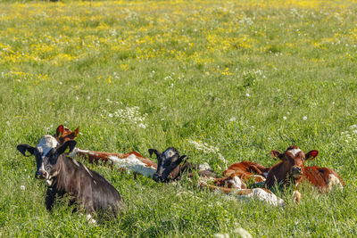 Horses in a field