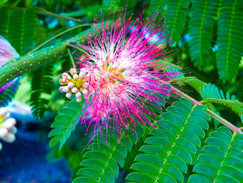 Close-up of plant