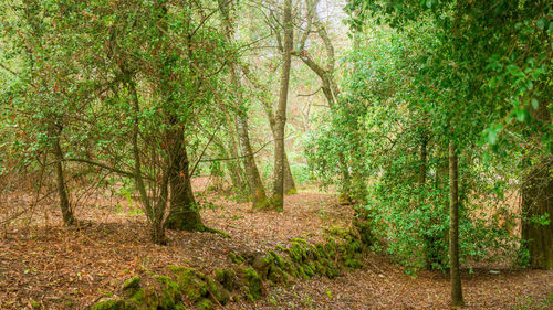 Trees in forest during autumn