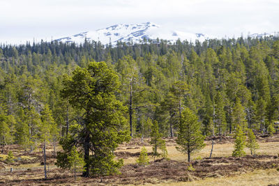 Pine trees in forest against sky