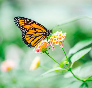 Close-up of butterfly pollinating on flower