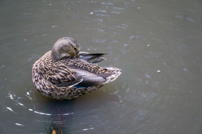 High angle view of mallard duck swimming in lake