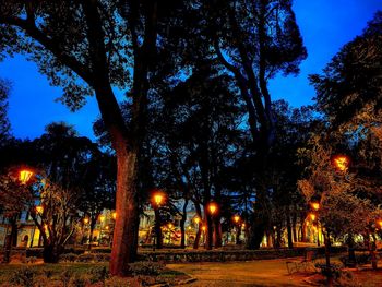 Illuminated trees against sky at night