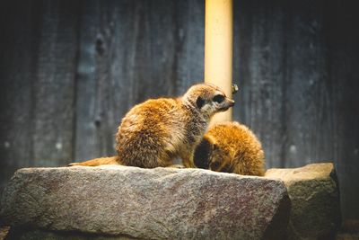 Close-up of squirrel on rock