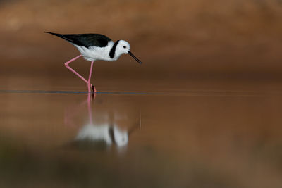 Bird on lake