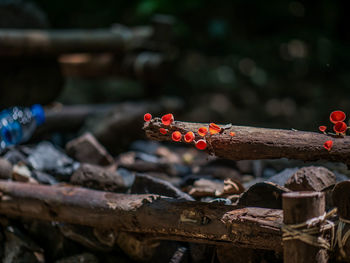 Close-up of red berries on wood