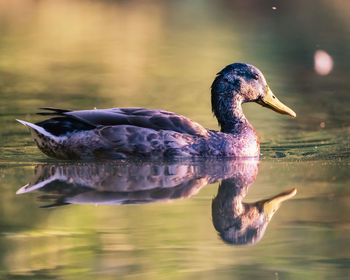 Close-up of duck swimming in lake