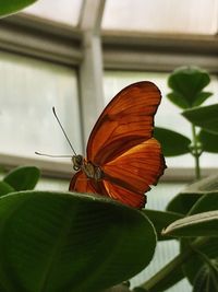 Close-up of butterfly on leaf