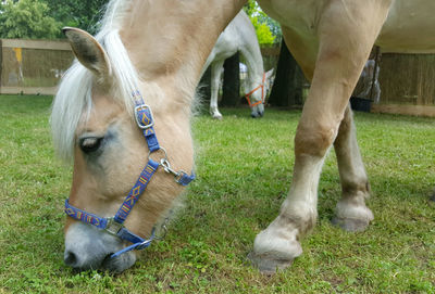 Animal nature nopeople close-up outdoors background horse