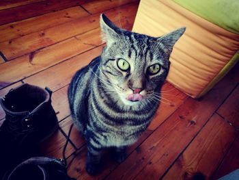 High angle portrait of cat sitting on hardwood floor