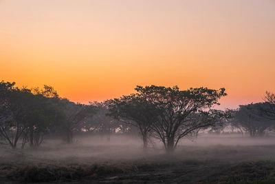 Trees on field against sky during sunset