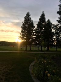 Trees in park against sky during sunset