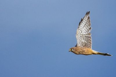 Low angle view of eagle flying against clear blue sky