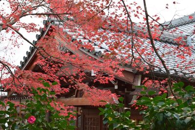 Low angle view of flowers on tree