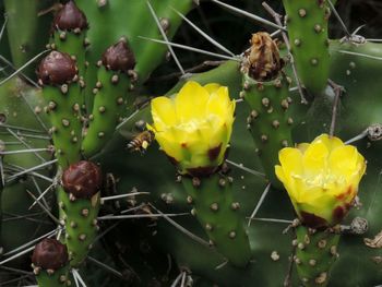 Close-up of water drops on yellow flowers