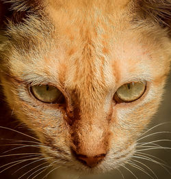 Close-up portrait of a cat