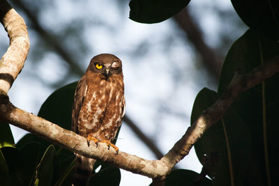 Low angle view of owl perching on branch