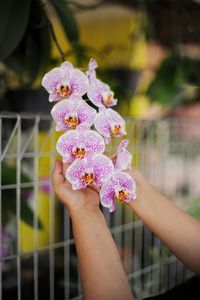 Close-up of hand holding purple flowering plant