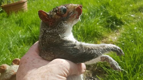 Close-up of hand holding cat on grass