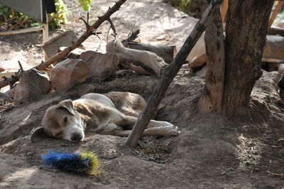 View of a sleeping resting on tree trunk