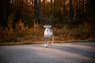 Portrait of reindeer standing on road against trees