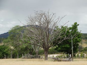 Trees against sky