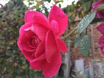 Close-up of pink rose