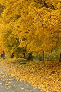 Surface level of yellow autumn trees