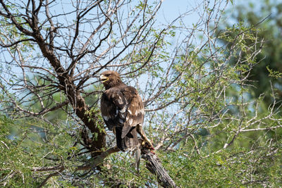 Low angle view of monkey perching on tree