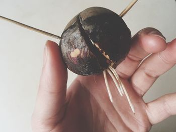 Cropped hand of man holding avocado seed against wall