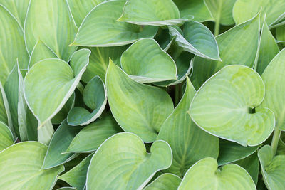 Full frame shot of leaves