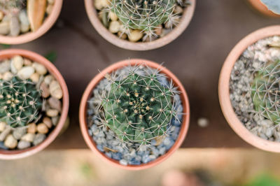 Directly above shot of potted plants